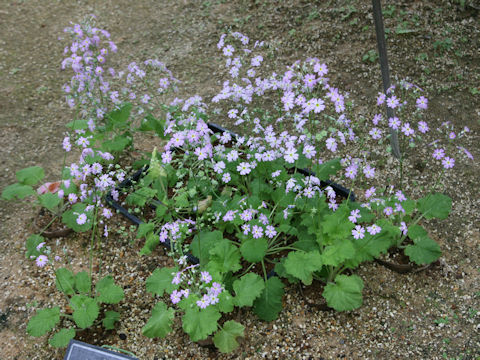 Primula malacoides