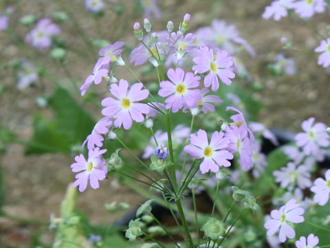 Primula malacoides