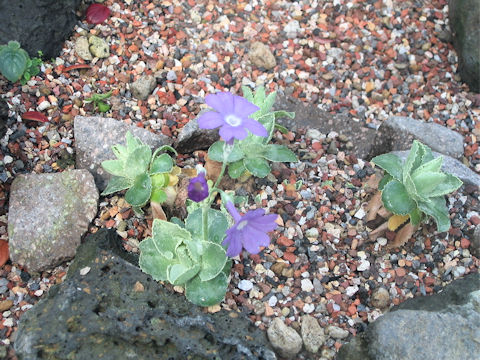 Primula  marginata