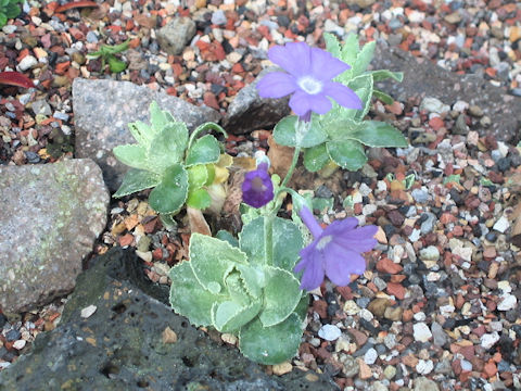 Primula  marginata