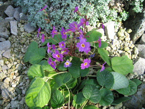 Primula megaseifolia