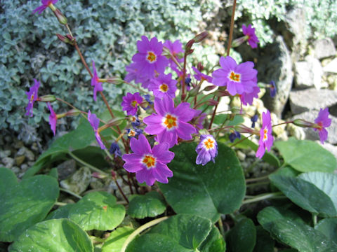 Primula megaseifolia