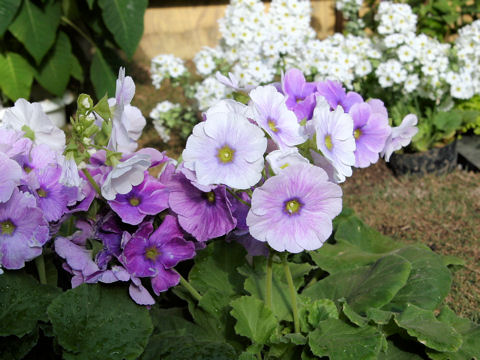 Primula obconica