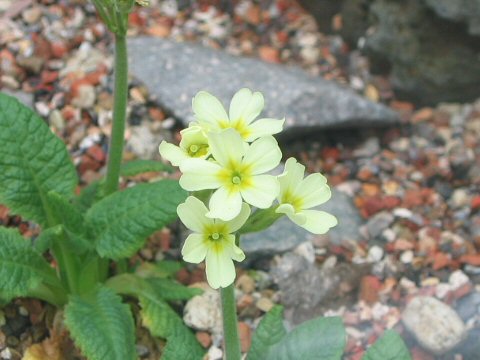 Primula pallasii