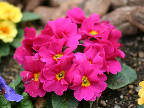 Primula polyantha