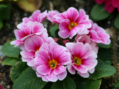 Primula polyantha