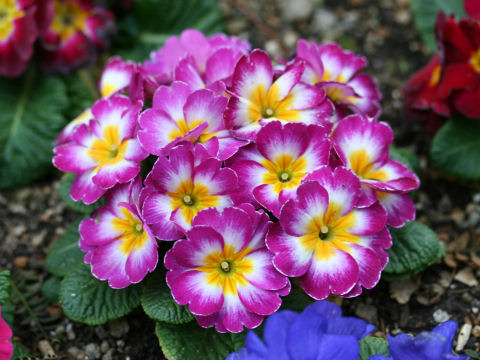 Primula polyantha