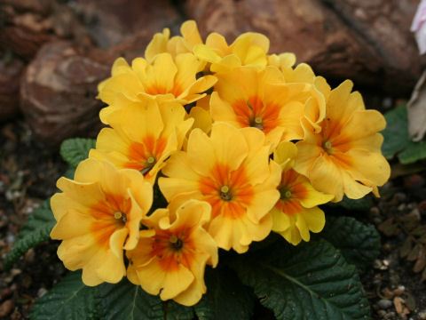 Primula polyantha