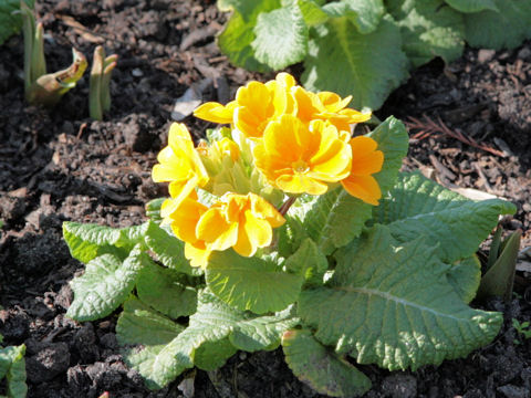 Primula polyantha