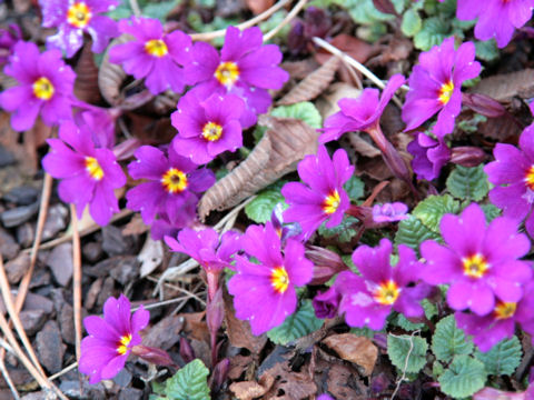 Primula polyantha