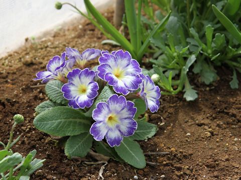 Primula polyantha