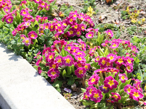 Primula polyantha