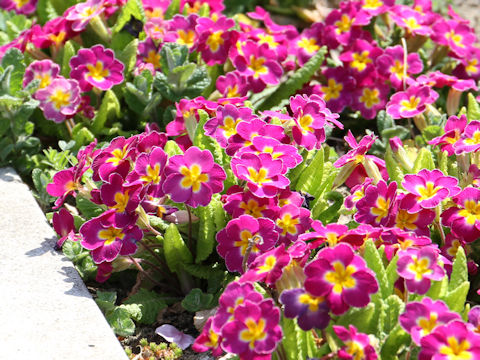 Primula polyantha