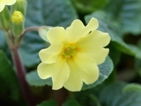 Primula elatior ssp. pseudoelatior