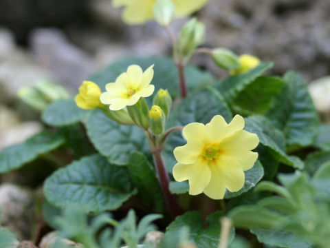 Primula elatior ssp. pseudoelatior