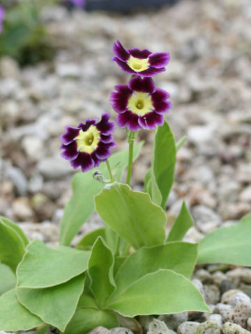 Primula x pubescens