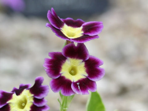 Primula x pubescens