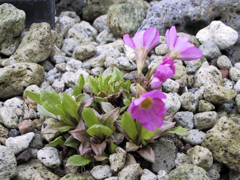 Primula rosea