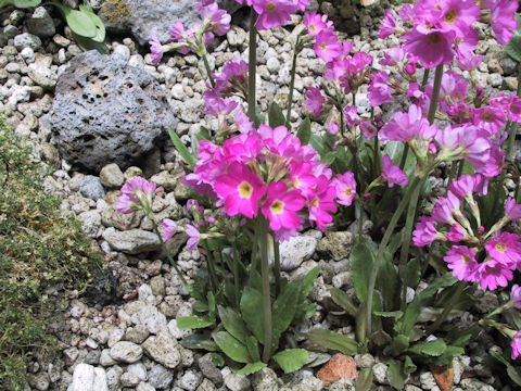 Primula rosea