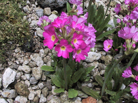 Primula rosea