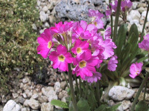 Primula rosea