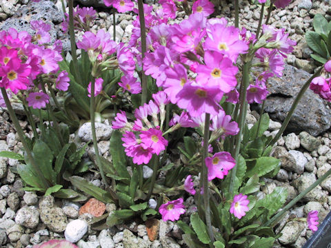 Primula rosea