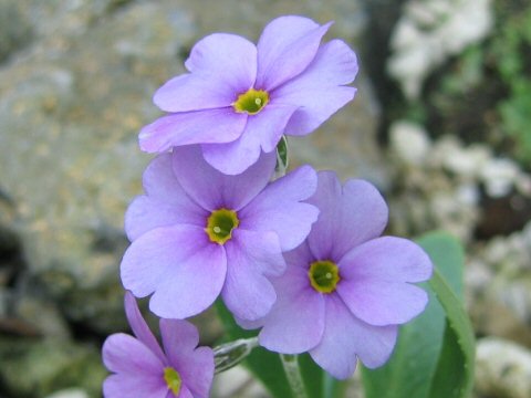 Primula rusbyi