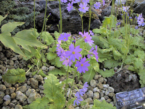 Primula saxatilis