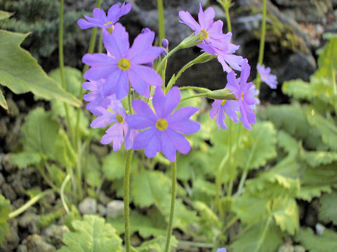 Primula saxatilis