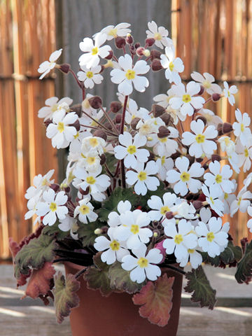 Primula sinensis cv. Stellata