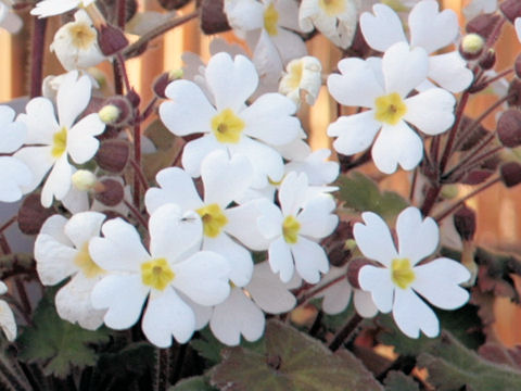 プリムラ シネンシス Primula Sinensis