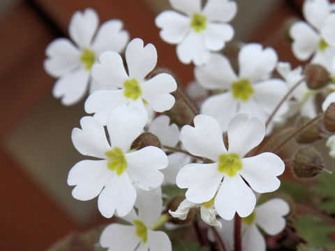 Primula sinensis cv. Stellata