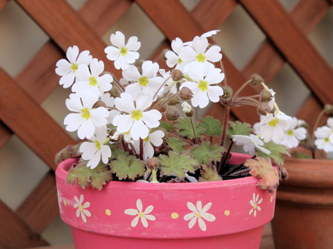 Primula sinensis cv. Stellata