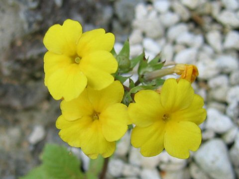 Primula verticillata