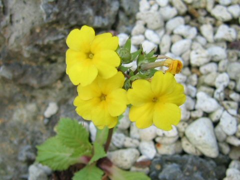 Primula verticillata