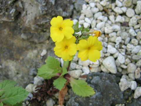 Primula verticillata