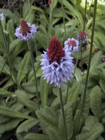 Primula vialli