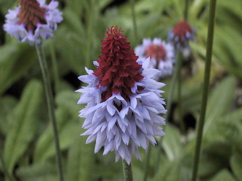 Primula vialli