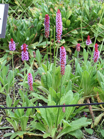 Primula vialli