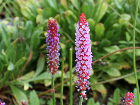 Primula vialli