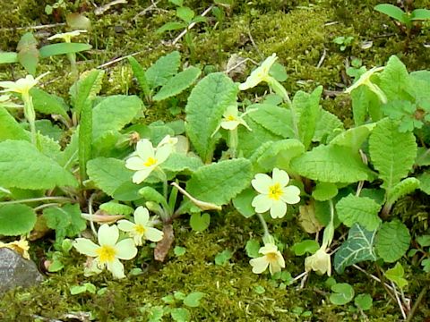 Primula vulgaris