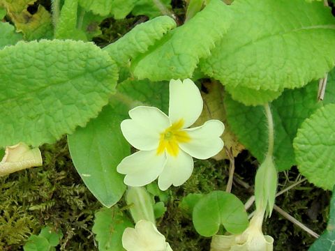 Primula vulgaris