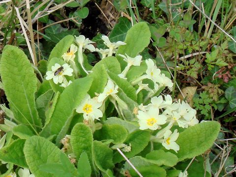 Primula vulgaris