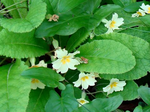 Primula vulgaris