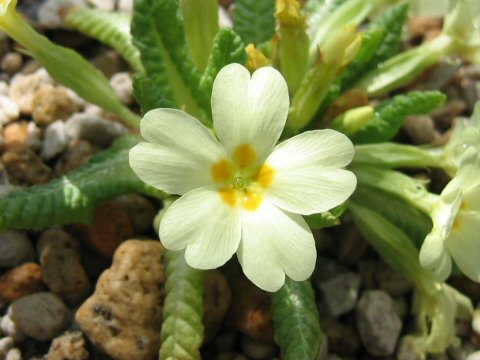 Primula vulgaris