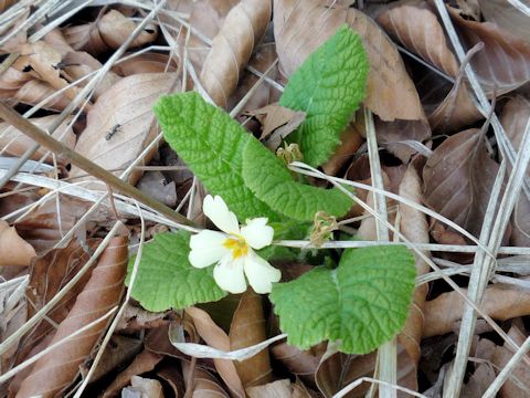 Primula vulgaris