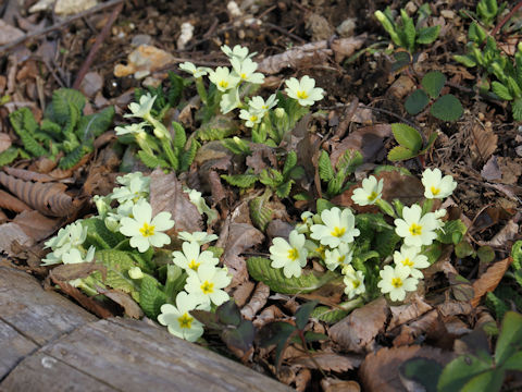 Primula vulgaris