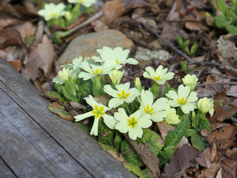 Primula vulgaris