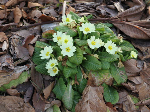 Primula vulgaris