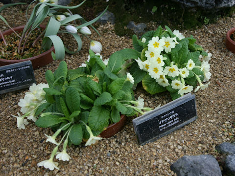 Primula vulgaris